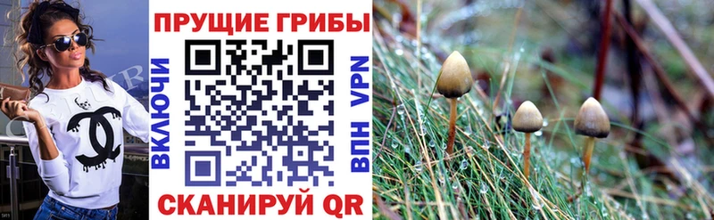 Псилоцибиновые грибы Psilocybe  купить наркоту  kraken как войти  Ноябрьск 